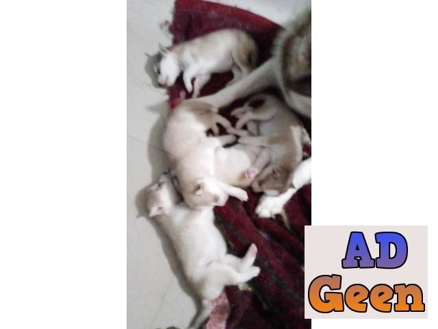 used husky puppy for sale in india for sale 